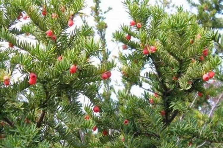 红豆杉施什么肥好