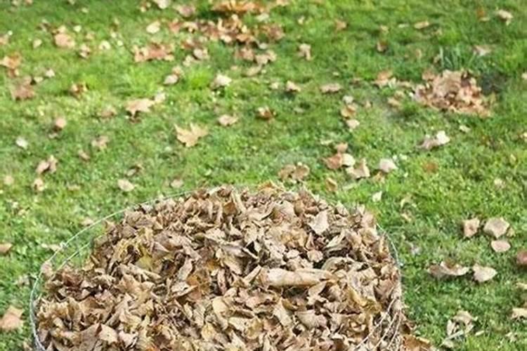 落叶虽小,用处不少