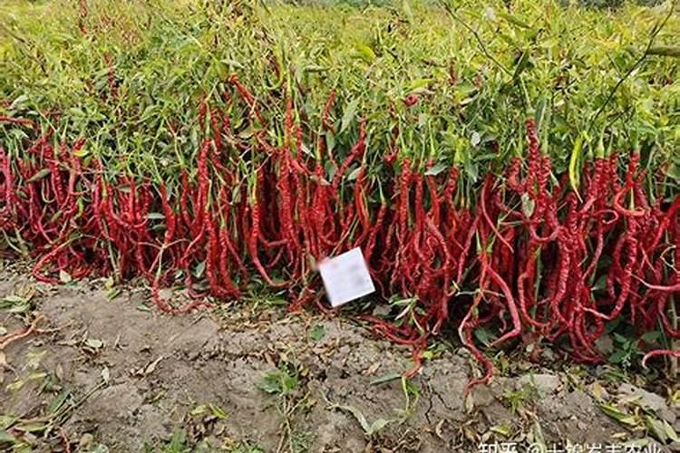 早花生第一次开花,啥时候喷洒漯效王？