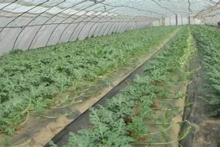 西瓜苗该用什么样的叶面肥好