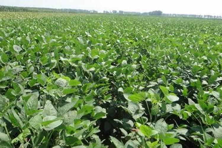 大豆底肥一亩地用多少斤