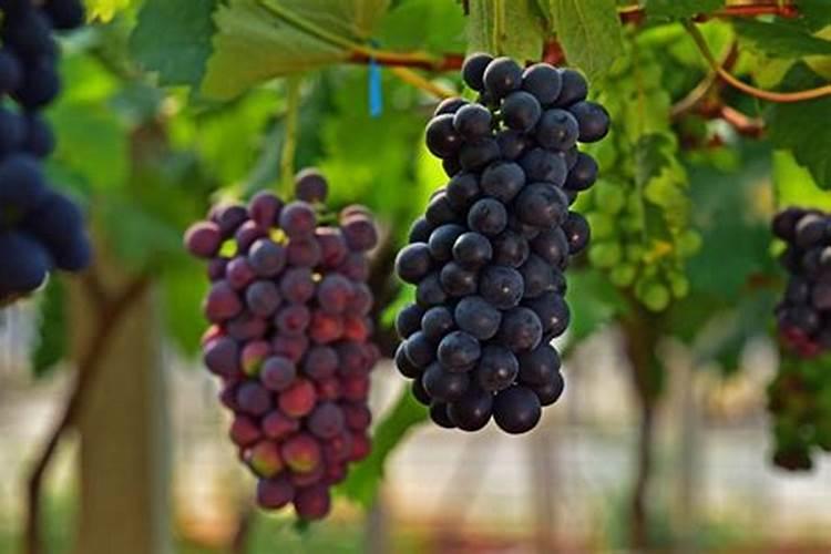 葡萄幼苗使用哪种叶面肥最好