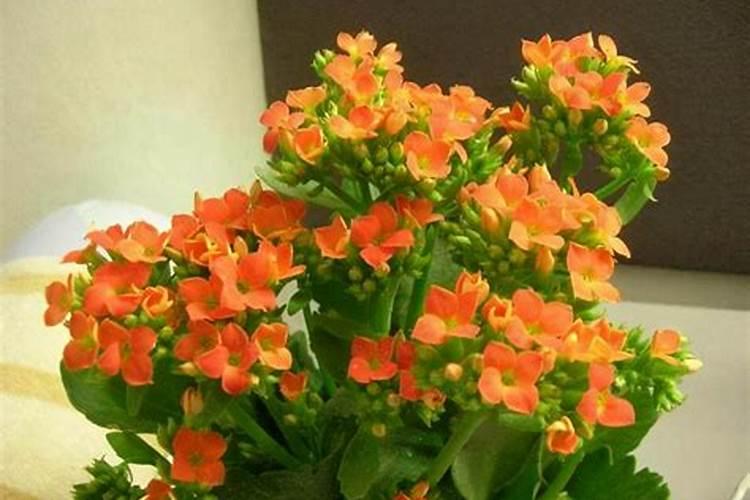 长寿花能用复合肥吗