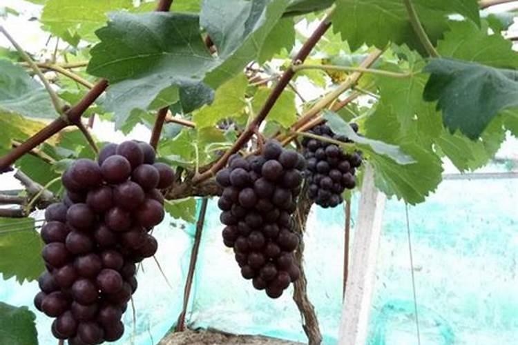 巨峰葡萄大小粒怎么办？