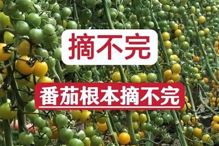 你知道导致西红柿裂果的原因是什么吗？具体该怎么防治呢？