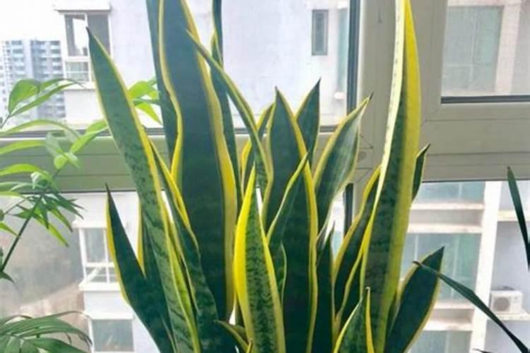 应该施什么肥？这些垃圾扔到盆里花就像打了鸡血一样长出来了!