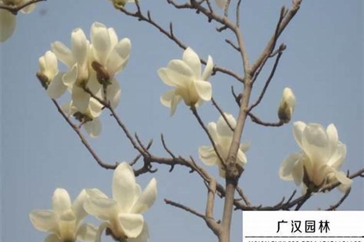 白兰花施什么肥料最好