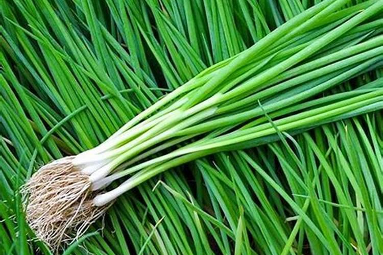 小香葱施过肥了,还可以用鸡粪加入柴火灰施肥吗？