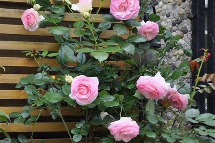 连续阴雨天月季怎么养