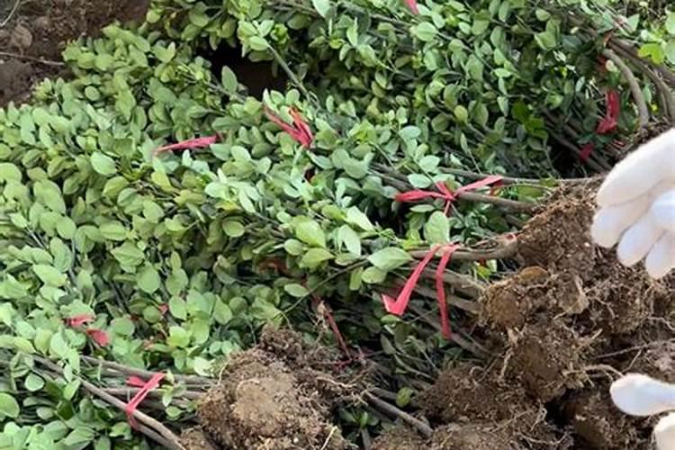 黄杨用什么肥料好