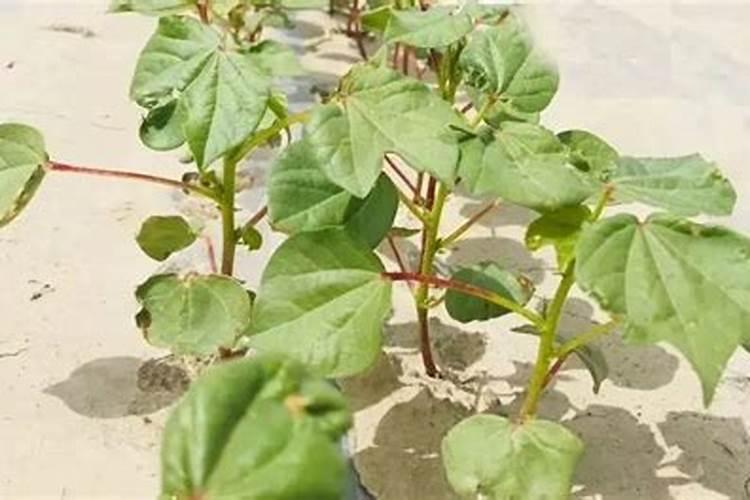 棉花缺素症缺磷症