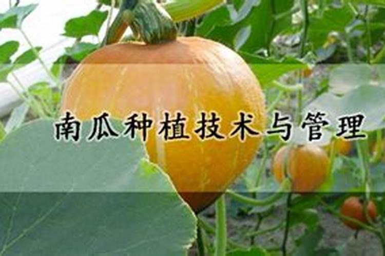 南瓜叶上象地图怎么防治？