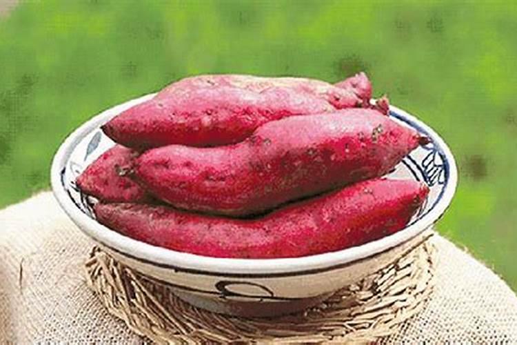 西瓜红红薯的生长特性