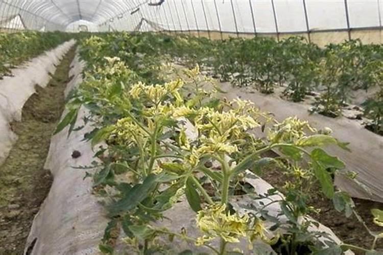 氮磷钾施肥过量,会有什么危害？