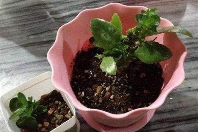 种花什么时候施肥