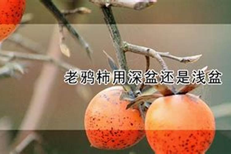 苦麦菜怎么种植