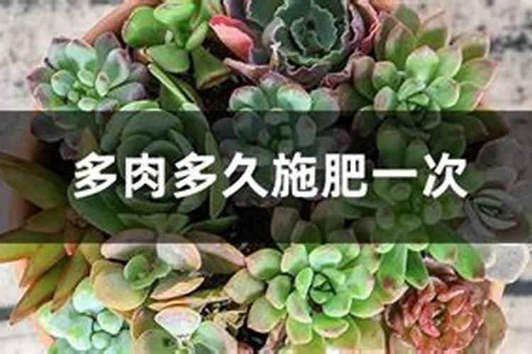 多肉化肥什么时候施肥