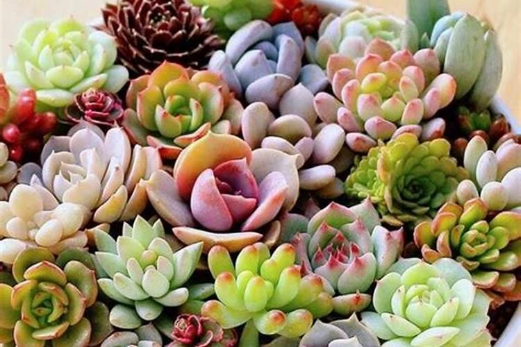 秋天多肉怎么养才能更旺盛