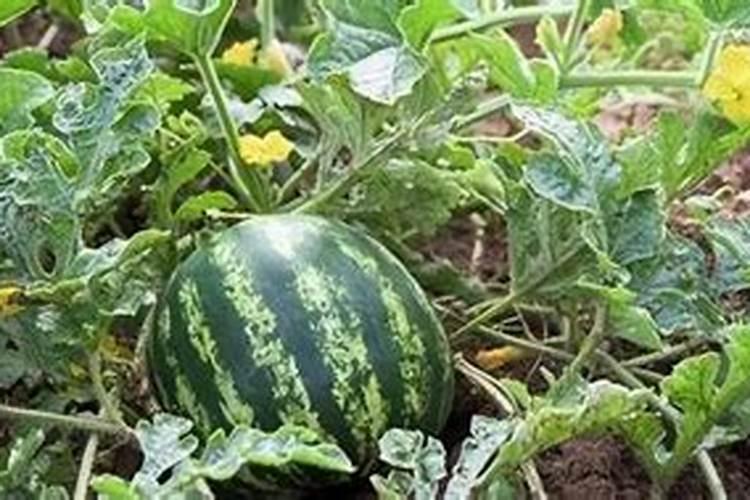 西瓜缺镁如何识别与防治？