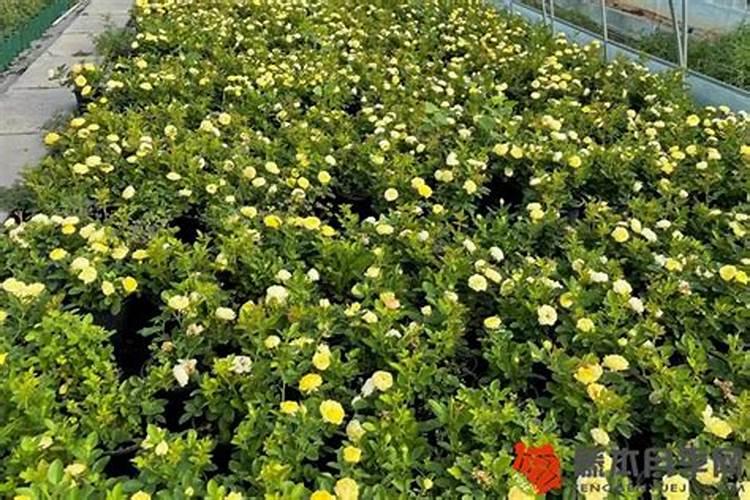 月季花施什么肥料好