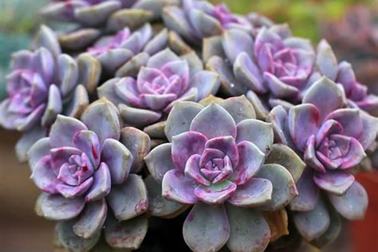 紫乐夏天怎么养