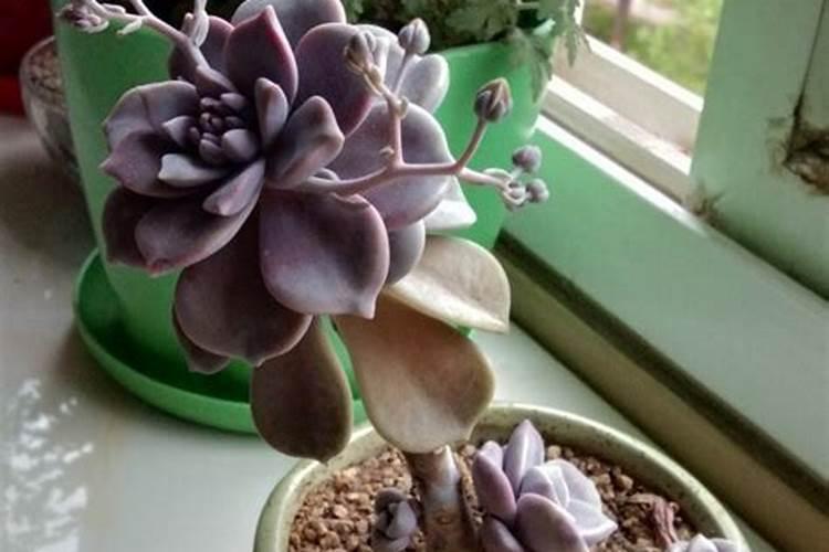 紫乐夏天怎么养