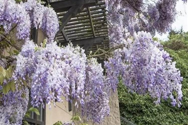 紫藤什么季节适合施肥