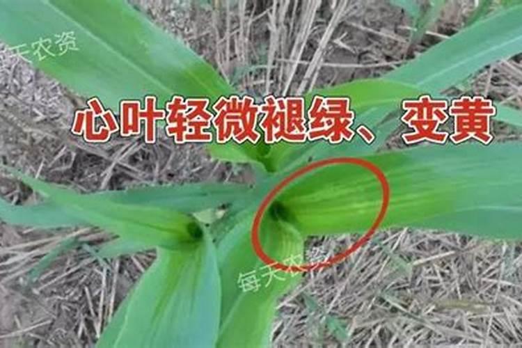 玉米苗后除草剂可以和芸苔素内酯一起用吗