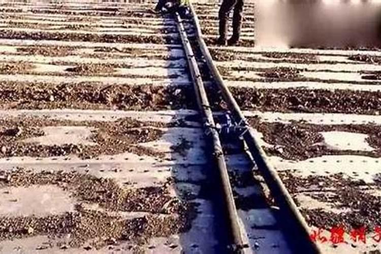 棉花后期喷什么叶面肥