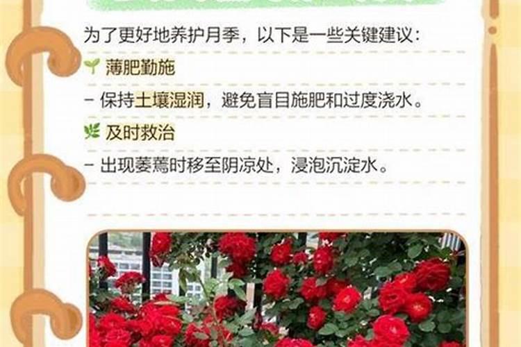 月季花怎么浇水施肥好？