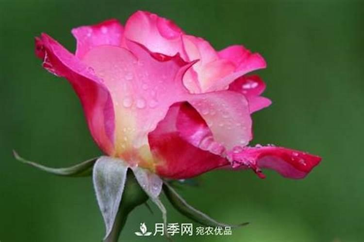 刚移栽的月季怎么管理