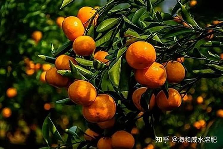 种柑橘用什么肥料最好