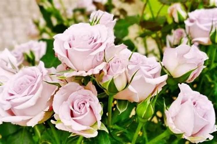 月季花浇了硫酸亚铁和多久可以施肥