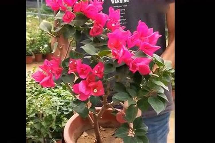 磷酸二氢钾对三角梅怎么养施肥