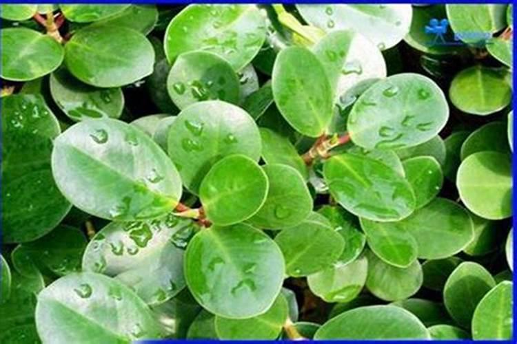 金钱草施肥方法,用什么肥好