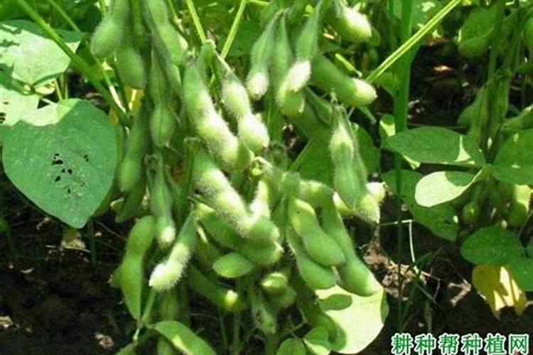 大豆鼓粒期喷芸苔素可以吗有毒吗