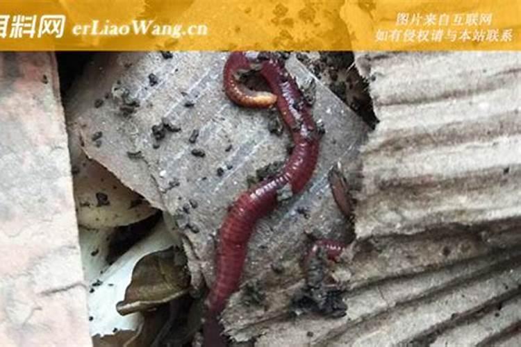 蚯蚓养殖的市场前景在哪里