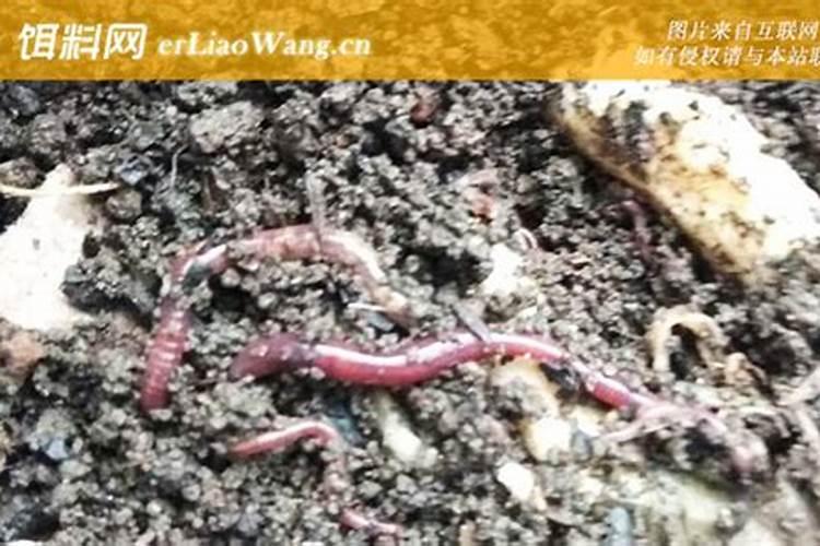 长得快的鱼料有哪些