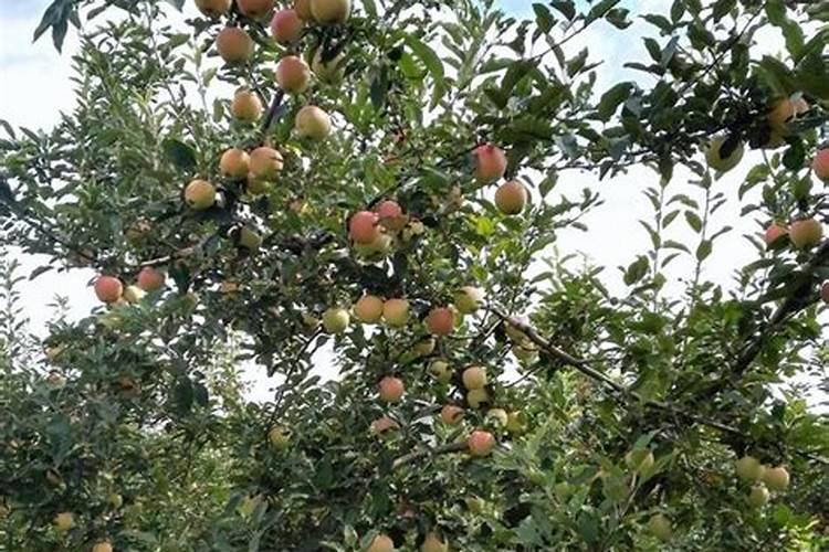 果树什么时候施秋肥最好