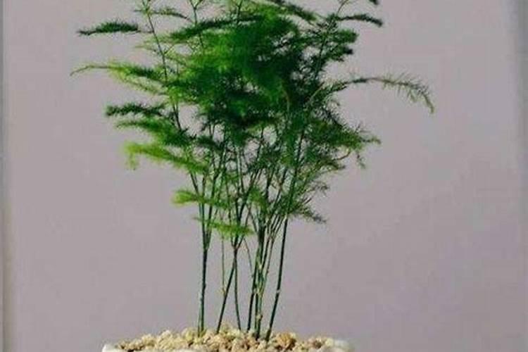 文竹施肥时间,怎样给文竹施肥