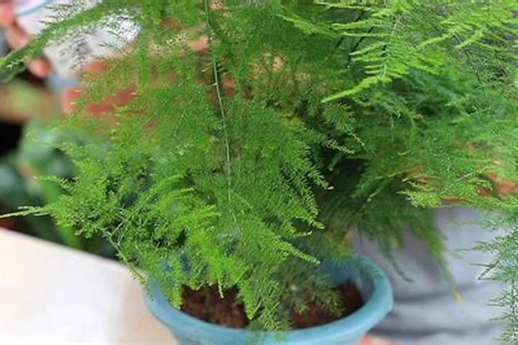 文竹浇什么肥最好