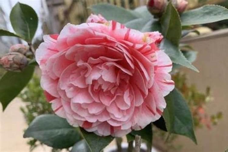 迷迭香秋天怎么养