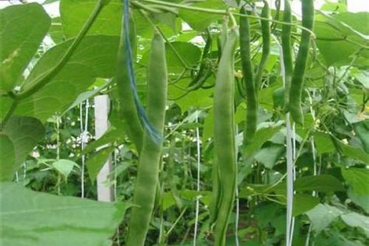 豇豆为什么不能用高钾型冲施肥