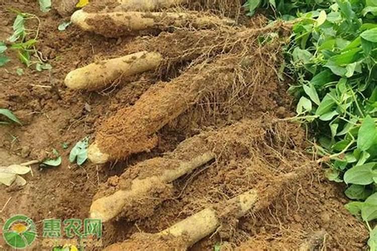 山药在几月份用肥？用什么肥料好？