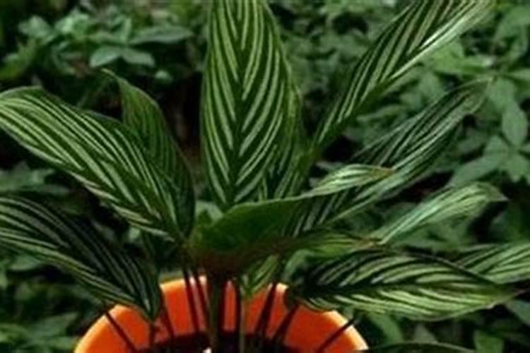 飞羽竹芋的养殖方法及注意事项