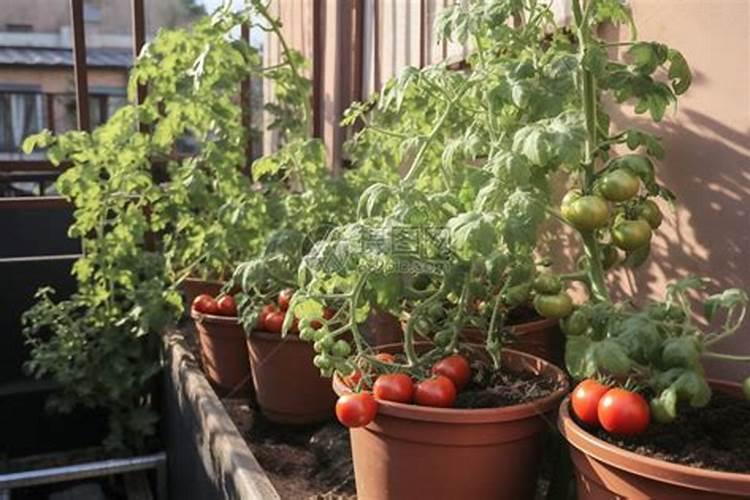 西红柿浇什么肥料最好