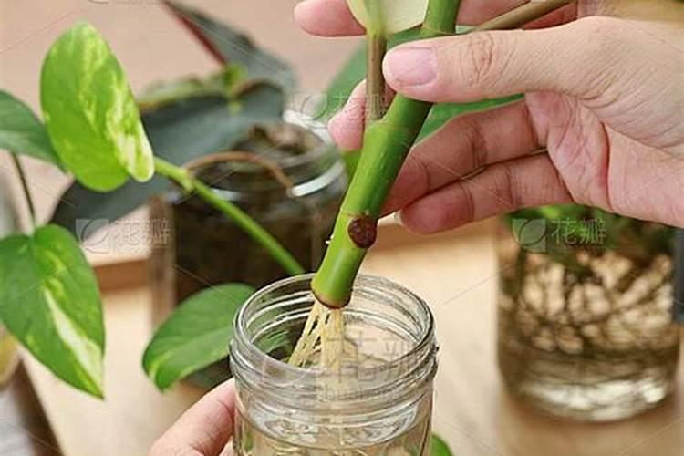 太阳花插枝多久可以施肥