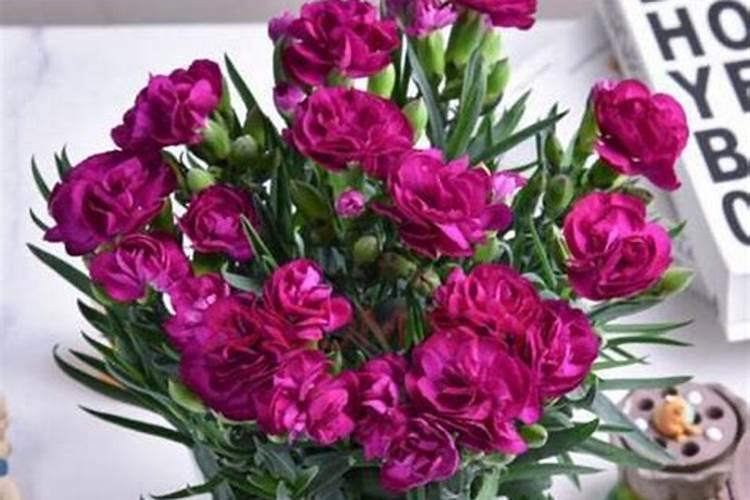 这是什么植物？