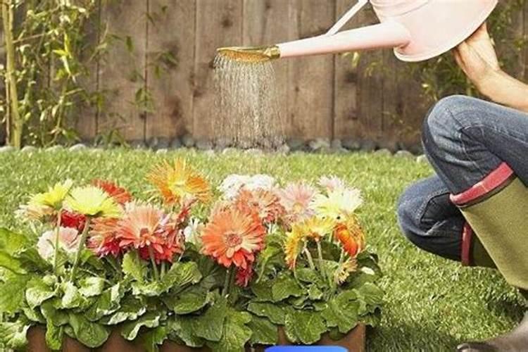 氮肥可以兑水浇花吗