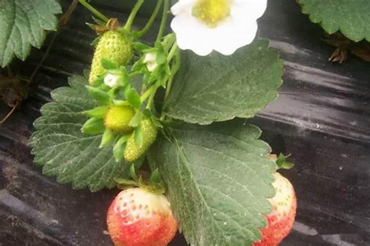 草莓种植的管理要点和施肥要点有什么？